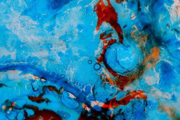 goldfish-detail1A8CE8322-F732-D9C8-2ACF-AABC67C8F182.jpg