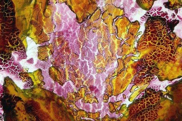 lava-stream-detail06FA46FA-A03A-EF60-C137-8B27C474DC03.jpg