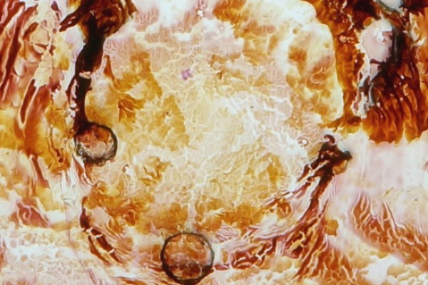 amazon-heart-detail28CBC6BDD-C1DF-5F80-A5C6-E34A645839CE.jpg