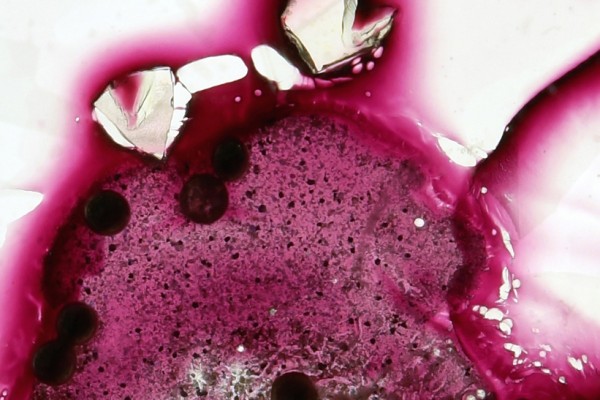 bright-purple-things-detail268A49BC4-5774-EE63-1F87-5A55AF1229BD.jpg