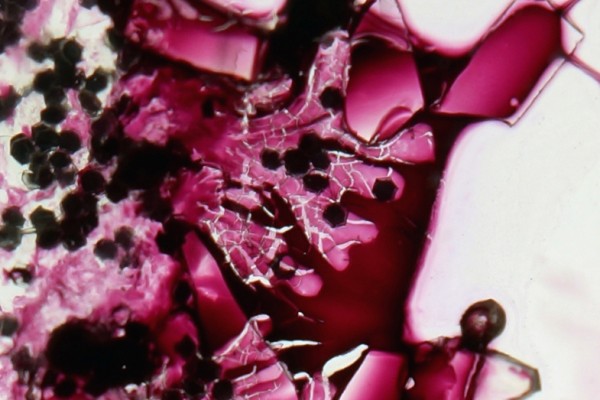 bright-purple-things-detail30CA9584A-E508-CE57-68CE-E5769A56B6C6.jpg